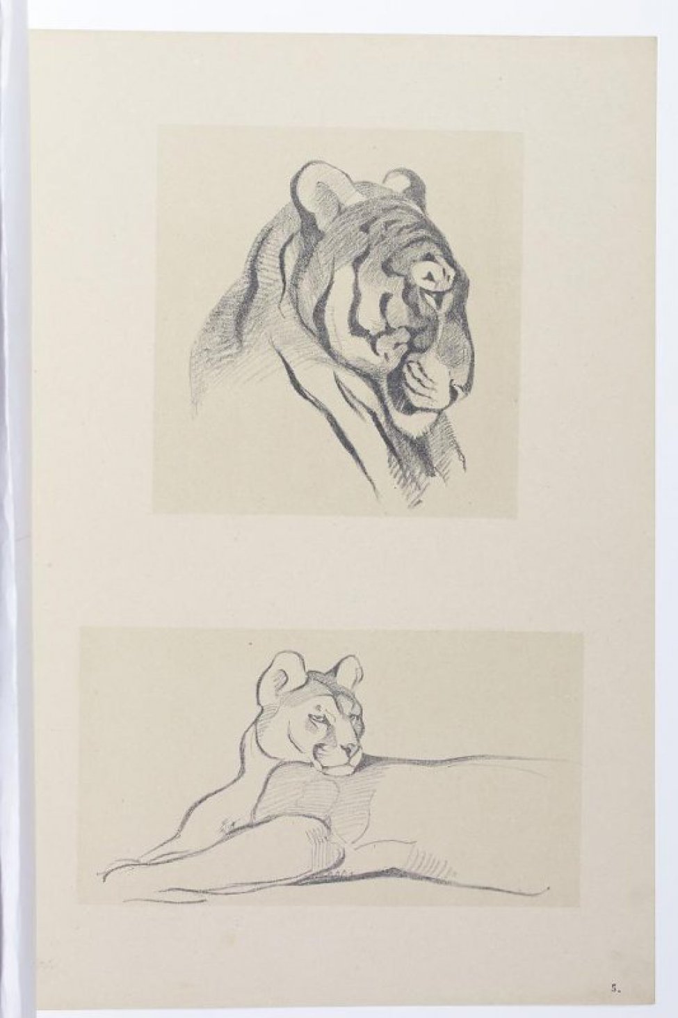 В верхней части листа изображена голова тигра в профиль вправо. На нижней части - лежащая пума, поворот головы 3/4 вправо.