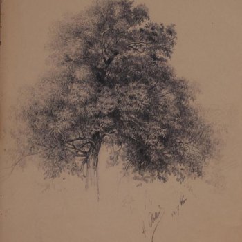 Изображена раскидистая крона лиственного дерева без нижней части ствола.