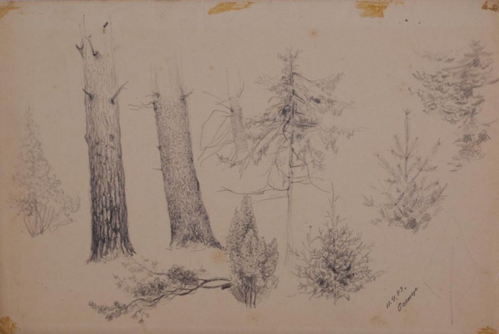 На листе крупно изображены - два ствола с сучками,  четыре елочки, кусты, одна еловая ветвь.