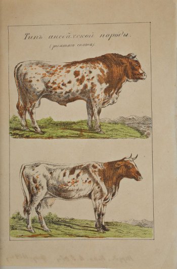 На гравюре изображены бык и корова, морды и пятна на туловище - красноватые. Шеи белые.