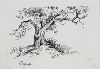 Изображено большое развесистое дерево, часть ветвей дерева покрыты листвой. Корни дерева видны из земли. около дерева высокая трава.