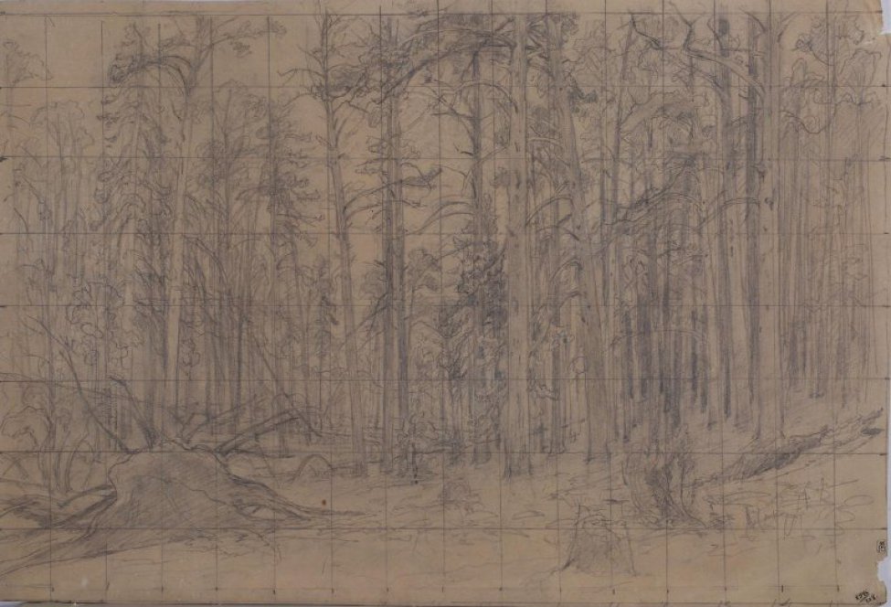 Рисунок расчерчен на квадраты. Изображен сосновый лес, впереди высокие тонкие сосны, слева - вывороченные корни и сучья, справа - пни. Некоторые сосны повалены одна на другую.
